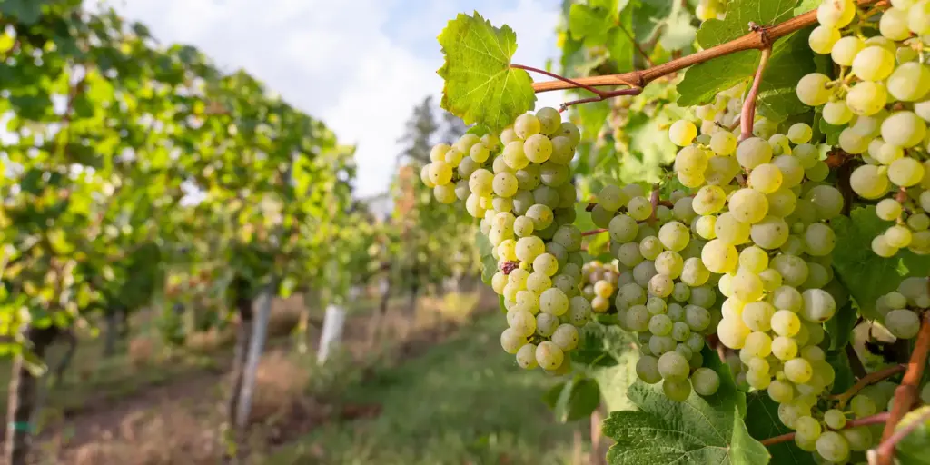 Gewinnermittlung im Weinbau