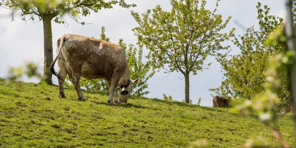 Neue Förderung für Agroforstsysteme in Brandenburg