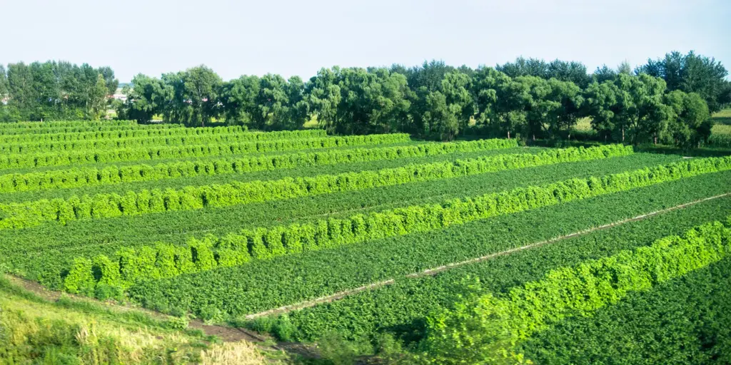 Neue Förderung für Agroforstsysteme in Brandenburg